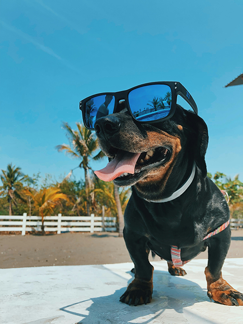 a dachshund wearing sunglasses on a day that looks hot