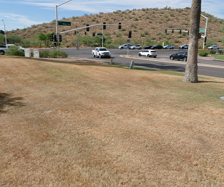 browning grass to remove for turf reduction program
