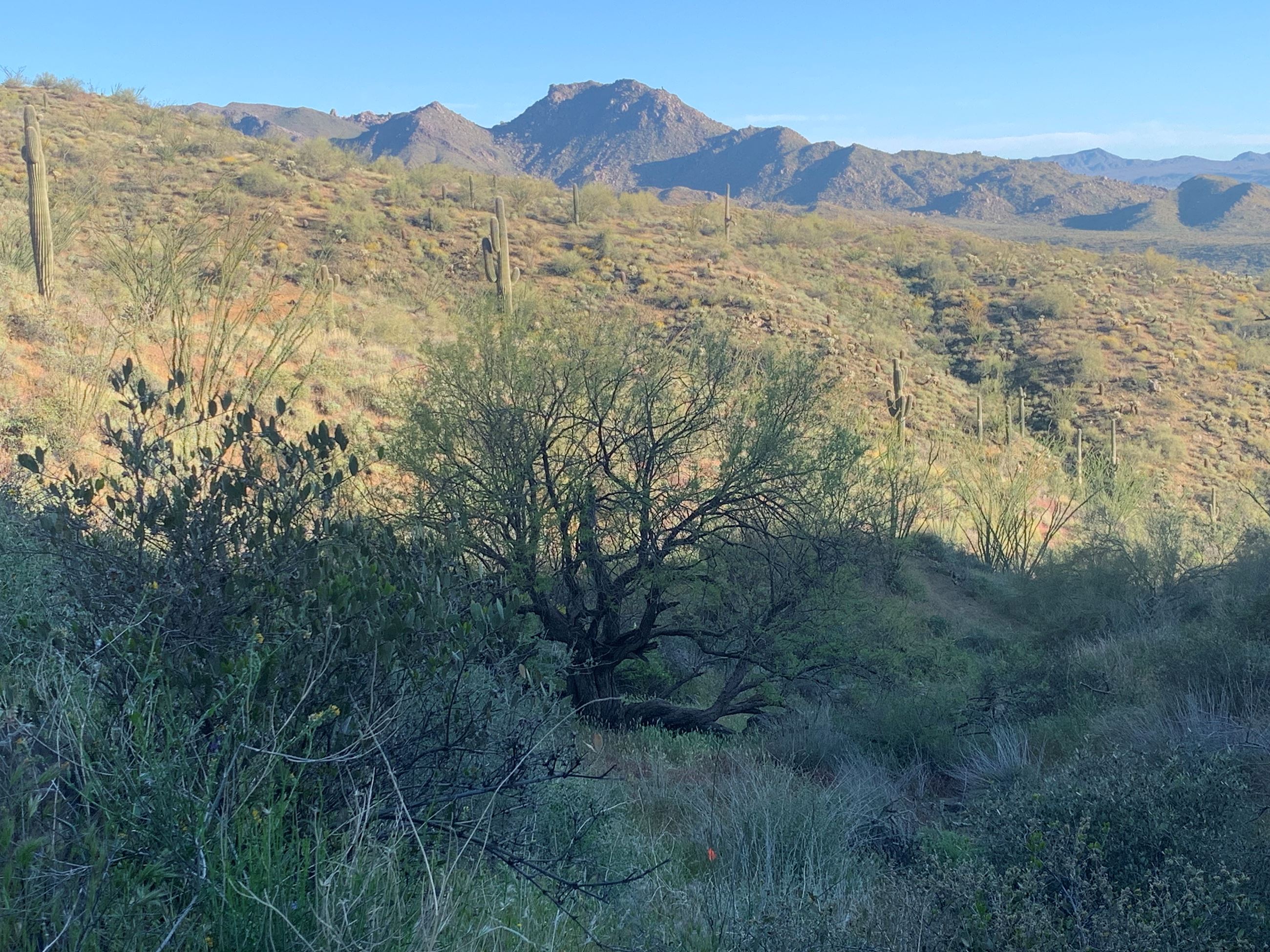 Mesquite Hollow Trail