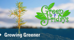Green Fridays