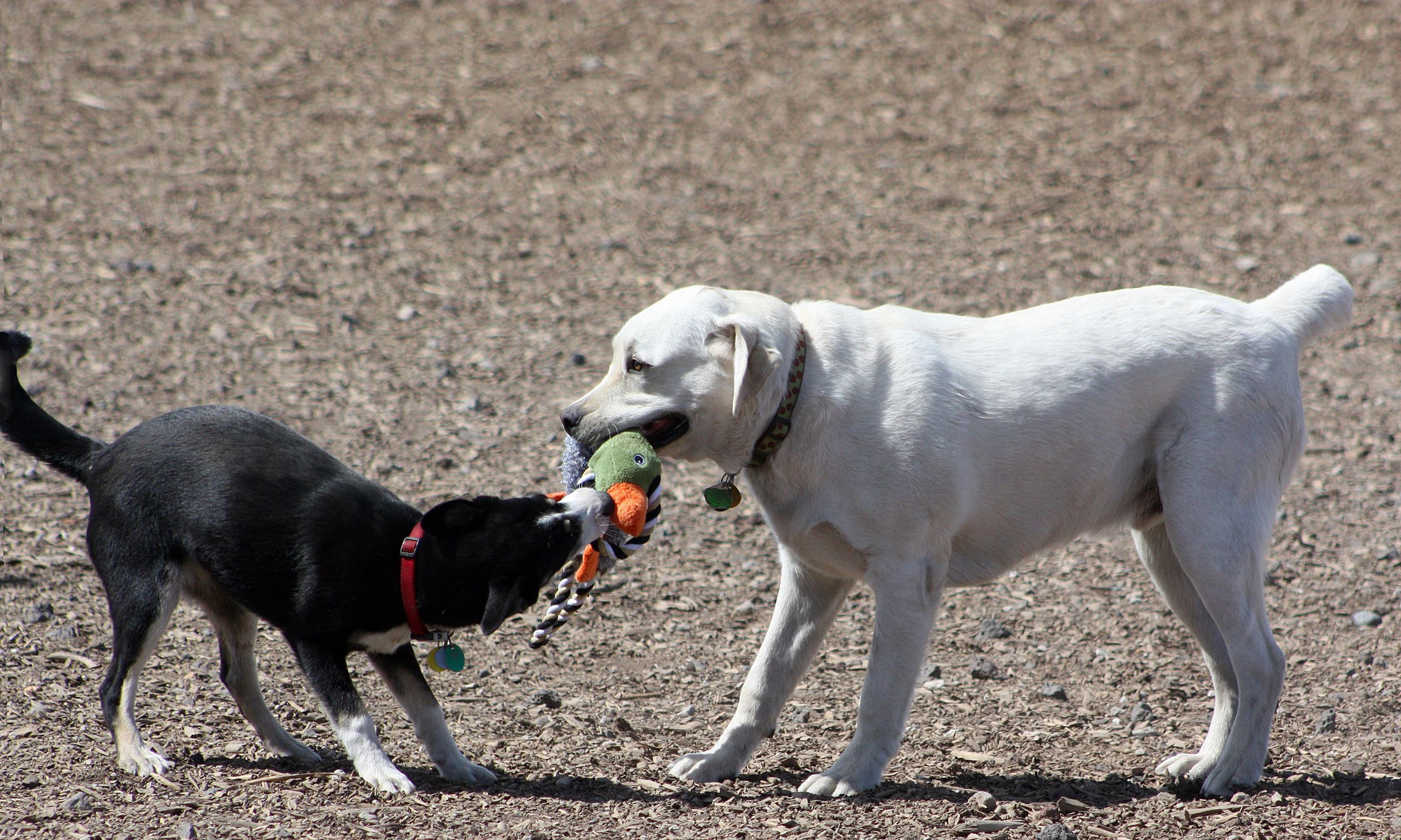 Two Dogs Playing